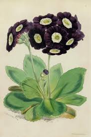 Volunteer Auricula 1860 Botanical Drawings Botanical Painting Botanical Illustration