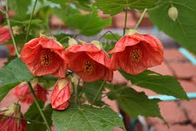 Image result for Abutilon rehmannii