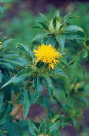Safflower