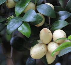 Image result for Elaeodendron croceum