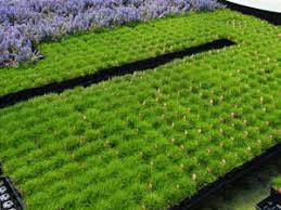 Image result for Sagina