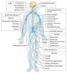 It's made up of the body's many nerve cells. 11 6 Peripheral Nervous System Biology Libretexts