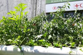 Coy ini dia kebun pa mmm ke perkebunan kacang panjang ya kita bisa lihat di sini ada banyak kacang panjang dan ini adalah petaninya. Cerita Saparno Warga Pengadegan Yang Kembangkan Jahe Merah Di Pipa Hidroponik Halaman All Kompas Com