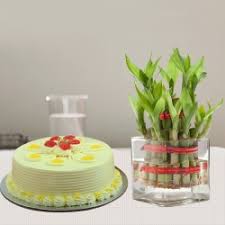 My Flowers Shop Butterscotch Cake N 2 Layer Bamboo Gift Cake With 3 Layer Bamboo Plant Bamboo Gifts Gift Cake Butterscotch Cake