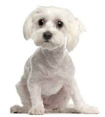 Maltese Shaved Coat Maltese Dogs Maltese Dog Grooming Tips