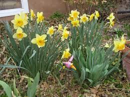 Daffodils Are Usually Not Eaten By Critters Because Of The Toxicity Daffodils Plants Eat