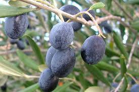 Image result for Olea capensis
