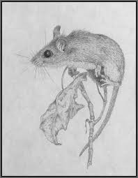 Field Mouse Animal Drawings Animal Art Animal Sketches