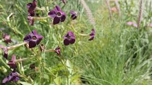 Image result for Nicotiana x sanderae `Perfume`F1