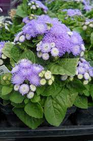Ageratum Blue Hawaii Hawaiian Plants Beautiful Flowers Garden Blue Hawaii