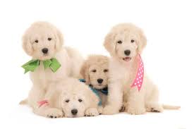 **all puppies are guaranteed for two years against any life threatening genetic defect.** males and females $1800. F1 English Goldendoodles Teddybear Goldendoodles