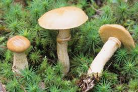 Image result for Suillus sp.