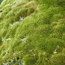 Join facebook to connect with moss bot and others you may know. Moss Bot Mossbot Twitter