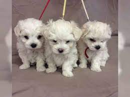 hunde rassehunde malteser tieranzeigen seite 4