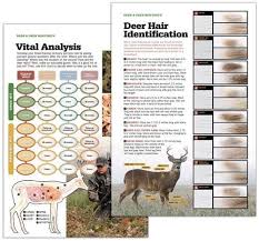 Black Bear Shot Placement Archery Shot Placement Deer Hunting Tips Whitetail Hunting Crossbow Hunting