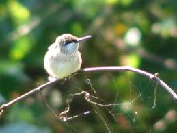 28 common flowers that attract hummingbirds (native & easy to grow) this is because the average hummingbird visits up to 2,000 flowers each day looking for nectar! Spring Blooming Flowers To Attract Hummingbirds Donna L Long