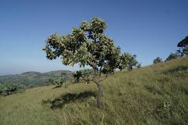 Image result for Faurea rubriflora