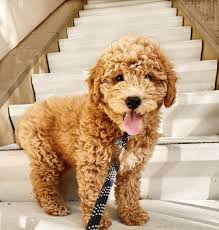 Maybe you would like to learn more about one of these? Goldendoodle Puppies For Sale Teacup Goldendoodle