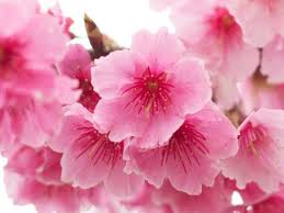 Maybe you would like to learn more about one of these? How To Grow A Flowering Cherry Tree Lovethegarden