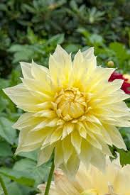 I fiori di tutte le specie sono di colore giallo, con la sola eccezione della. Bulbi Estivi Dai Fiori Gialli Per Un Giardino Festoso Scopri I Bulbi Da Fiore