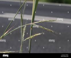 Image result for Hyparrhenia nyassae