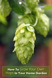 How To Grow Hops Hops Plant Organic Gardening Tips Organic Vegetable Garden