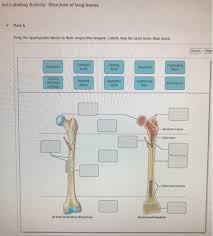 There is a printable worksheet available for download here so you can take the quiz with pen and paper. Solved Art Labeling Activity Structure Of Long Bones Dra Chegg Com