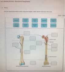 Skull, clavicle, mandible, scapula, thorax, sternum, humerus, ulna, radius, carpus, phalanges (fingers), metacarpus, spine, pelvis, sacrum, femur, tibia, fibula, tarsus. Solved Art Labeling Activity Structure Of Long Bones Dra Chegg Com