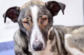 Bleeding Of The Retina In The Eye In Dogs Symptoms Causes Diagnosis Treatment Recovery Management Cost