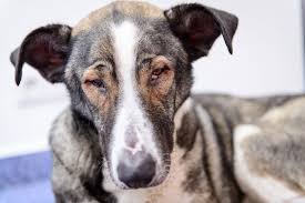 Cloudy eyes in dogs definition, cause, solution, prevention, cost. Bleeding Of The Retina In The Eye In Dogs Symptoms Causes Diagnosis Treatment Recovery Management Cost