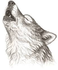 We did not find results for: Public Wolf Howls Algonquin Provincial Park The Friends Of Algonquin Park