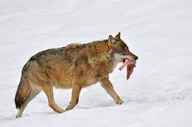 What are 10 facts about wolves? Humans May Have Befriended Wolves With Meat Scientific American