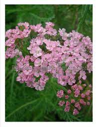 Pin On Perennials As Cut Flowers