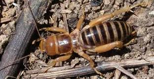 The jerusalem cricket won't bite (usually) and is not poisonous. Potato Bug Jerusalem Cricket Bite Facts Pictures And More