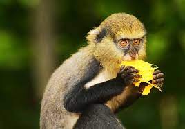 Mona Monkey Eating A Mango Monkey Wildlife Photography Eat