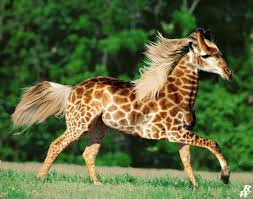 Girorse Photoshopped Animals Animal Mashups Fake Animals