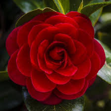 Image result for Camellia japonica
