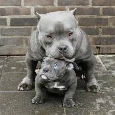 Pin By Trung Tu On Pitbulls Cute Dogs Cute Animals Beautiful Dogs