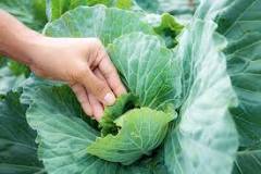 Should I trim cabbage leaves?