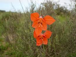 Image result for Gladiolus trichonemifolius