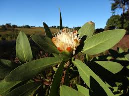 Image result for Protea welwitschii
