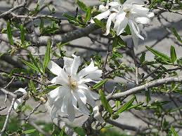 Tree with white flowers in spring ontario. 12 Best Trees To Plant In Southwestern Ontario Simpliscapes London Ontario