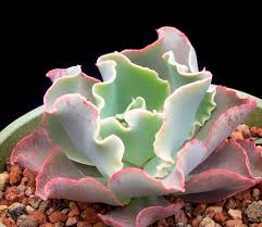 The leaves are rounded with a slight point and are metallic blue in colour for most of the year. Echeveria Giant Blue Curls Cactus Jungle
