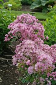 Image result for Thalictrum