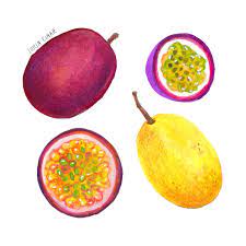 Passion Fruit By Lorin Cinar Food Illustrations Fruit Passion Fruit