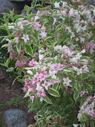 Check spelling or type a new query. Weigela With Variegated Leaves And Pink Flowers