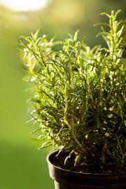 Rosemary Container Care Tips For Growing Rosemary In Pots