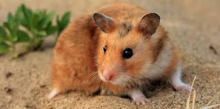The best small pet for you depends on your level of care and expertise. Hamsters Witte Molen