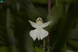 Image result for Habenaria tenuispica