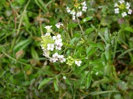 Image result for Nasturtium microphyllum